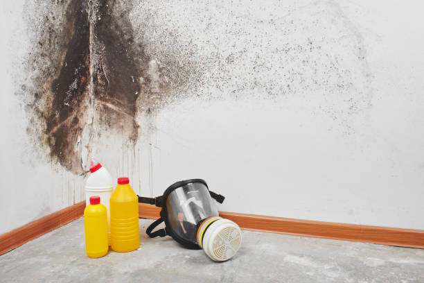 Why You Should Choose Our Mold Remediation Services in Casa De Oro Mount Helix, CA